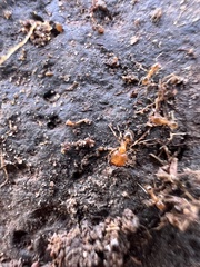 Pheidole californica