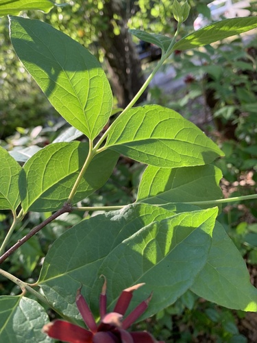 Calycanthaceae image