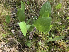 Rudbeckia scabrifolia