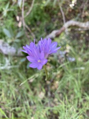 Dichelostemma congestum