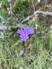 Dichelostemma congestum