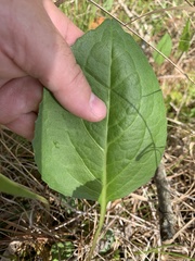 Rudbeckia scabrifolia