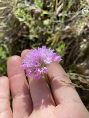 Allium serra
