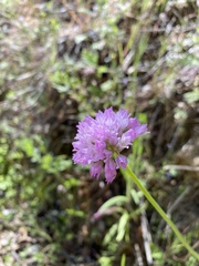 Allium serra
