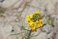 Erysimum teretifolium