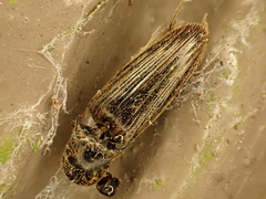 Thoramus perblandus
