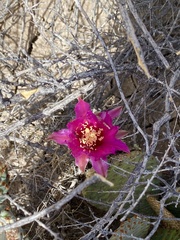 Opuntia basilaris