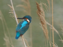 Alcedo atthis
