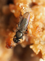 Aulacigaster neoleucopeza