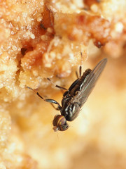 Aulacigaster neoleucopeza