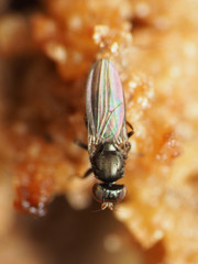 Aulacigaster neoleucopeza