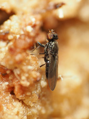 Aulacigaster neoleucopeza