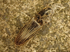 Thoramus perblandus