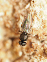 Aulacigaster neoleucopeza