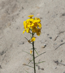 Erysimum teretifolium