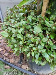 Strobilanthes reptans