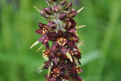 Veratrum nigrum
