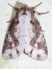 Disphragis tharis