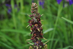 Veratrum nigrum