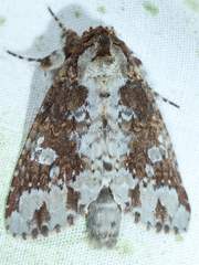 Disphragis tharis