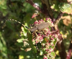 Agapanthia annularis