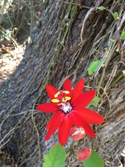 Passiflora miniata image