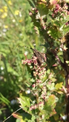 Agapanthia annularis