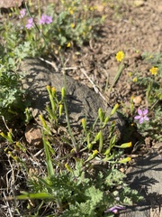 Lasthenia microglossa