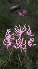 Nerine