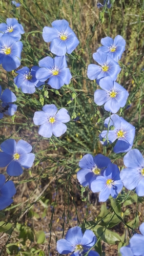 perennial flax