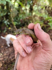 Abronia monticola