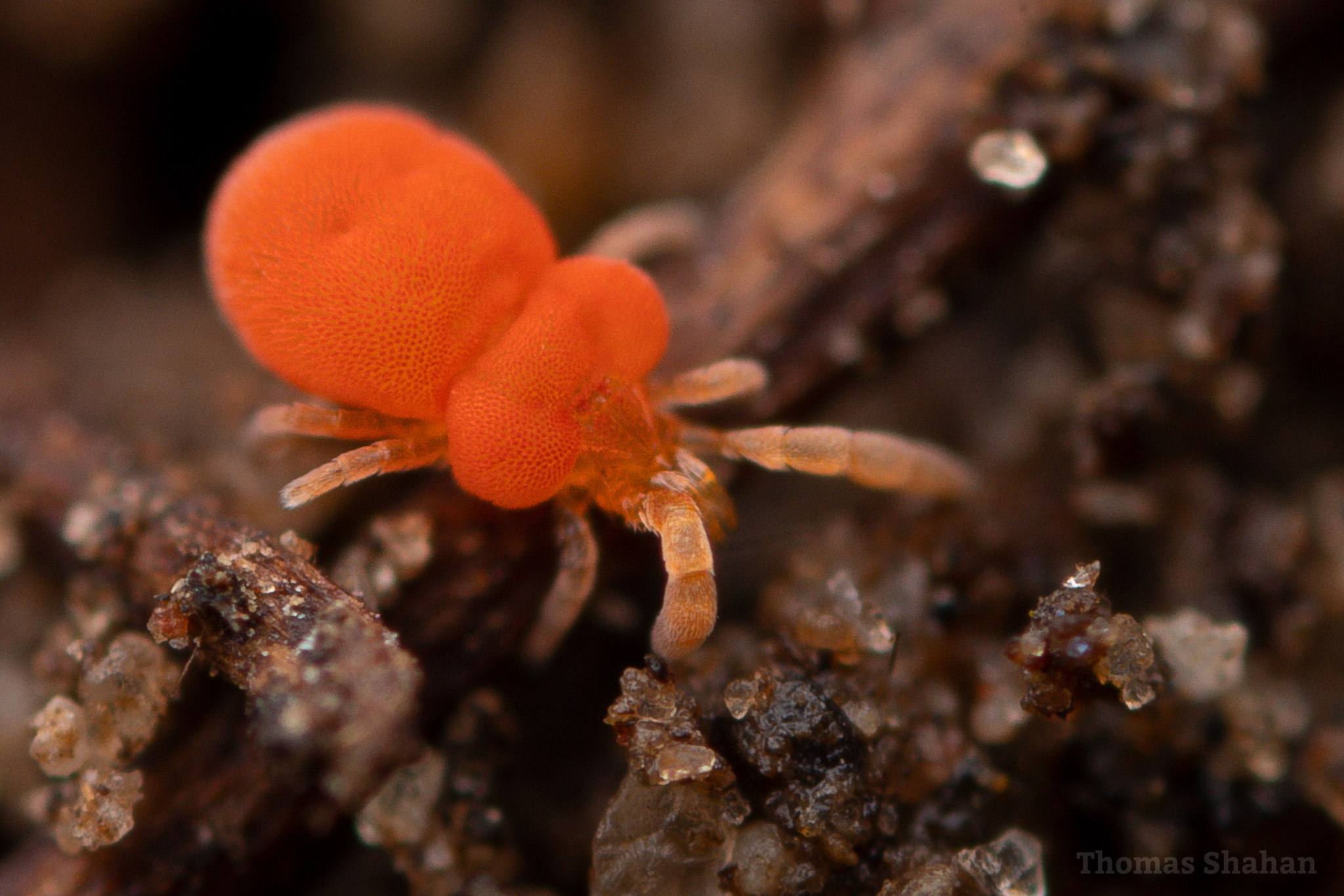 Pinolillos y coloradillas (Familia Trombiculidae) · iNaturalist Ecuador