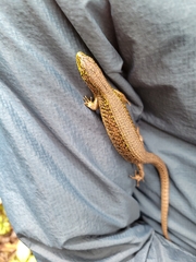 Abronia monticola