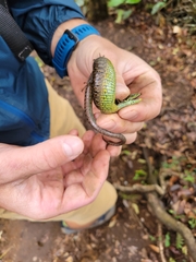 Abronia monticola