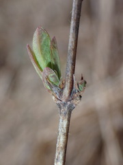 Lonicera villosa