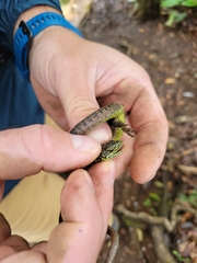 Abronia monticola