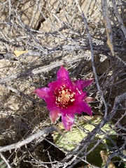 Opuntia basilaris