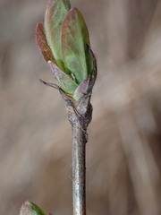 Lonicera villosa