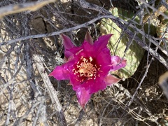 Opuntia basilaris