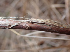 Lonicera villosa