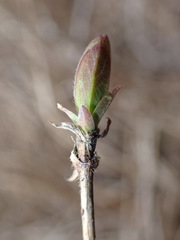 Lonicera villosa