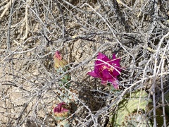 Opuntia basilaris