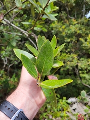 Macleania rupestris