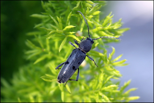 Chlorophorus glabromaculatus