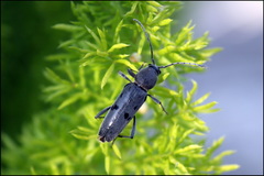 Chlorophorus glabromaculatus glaucus