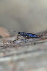 Urocerus taxodii