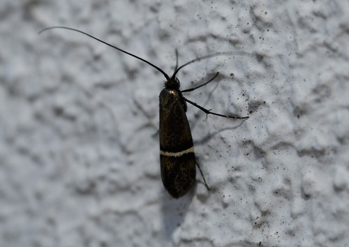 Adela collicolella