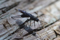 Urocerus taxodii