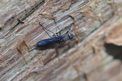 Urocerus taxodii
