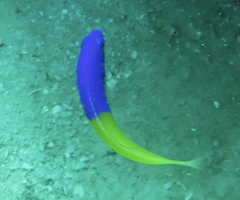 Bicoloured Dottyback photo 4